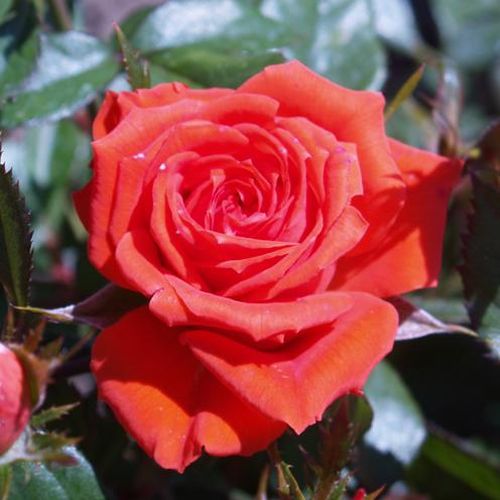 Rosen Gärtnerei - floribundarosen - orange - Rosa Mercedes® - duftlos - Reimer Kordes - Ihre Blüten sind orange-rot, ziemlich groß mit einem Durchmesser von 10 cm, bestehend aus etwa 42 Blütenblättern, mäßig duftend.